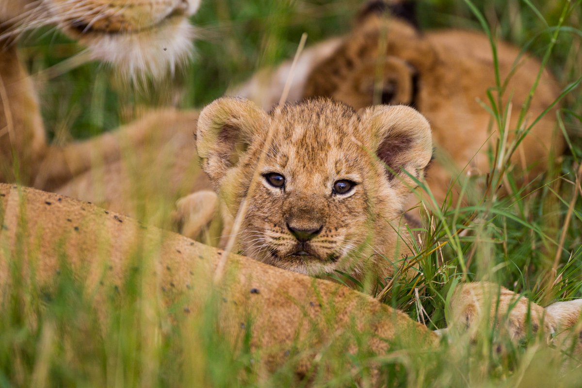WildAfricaOrg's tweet photo. Rwanda's @AkageraPark brought back the roar of lions through bold conservation efforts! 🦁🌿 The number of lions in the park has grown to 58 from having no lions a mere 20 years ago!
👉Learn how they did it: https://t.co/FY3pKD27Ed
#Rwanda #Lions #LionTracking https://t.co/PKyYt2sBav