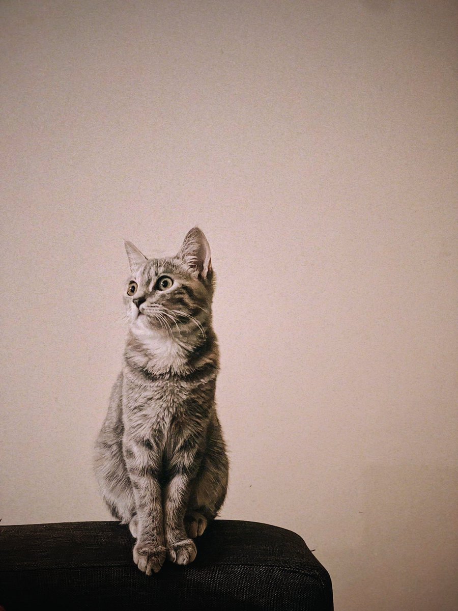 Meet Coffee, <a href="/thepulpfiction_/">Vinesh.</a> ‘s boi