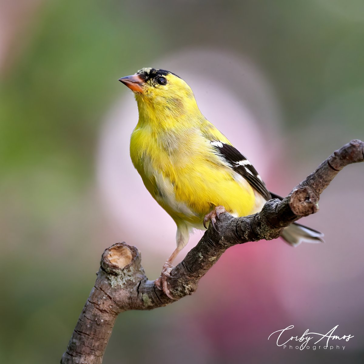 American Goldfinch
.
linktr.ee/corbyamos
.
#birdphotography #birdwatching #birding #BirdTwitter #twitterbirds #birdpics #americangoldfinch