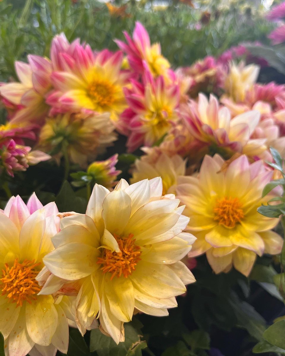 LCFFA1's tweet photo. Today is the first day of the FFA Plant Sale! We’re open from 8:00am - 3:00pm Monday - Friday, 8:00am - 5:30pm on Thursday, and 8:30am - 12:00pm on Saturday. 

Stop by the Ag Shop at the High School to purchase your flowers! Cash or check accepted. https://t.co/HtwTH8XlXU