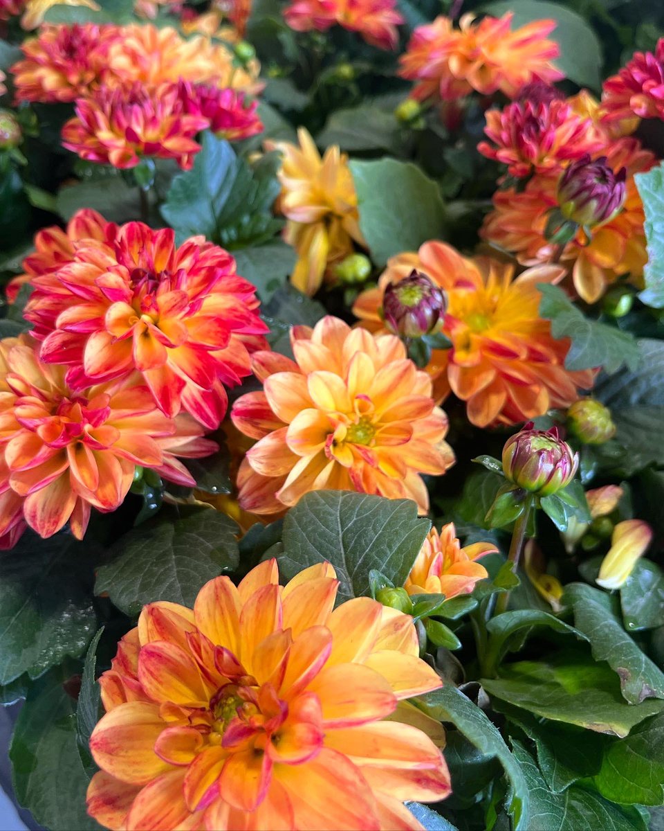 LCFFA1's tweet photo. Today is the first day of the FFA Plant Sale! We’re open from 8:00am - 3:00pm Monday - Friday, 8:00am - 5:30pm on Thursday, and 8:30am - 12:00pm on Saturday. 

Stop by the Ag Shop at the High School to purchase your flowers! Cash or check accepted. https://t.co/HtwTH8XlXU