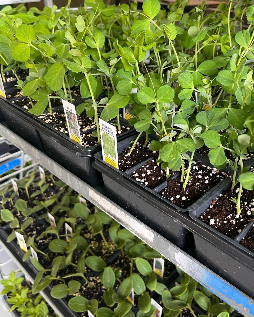 LCFFA1's tweet photo. Today is the first day of the FFA Plant Sale! We’re open from 8:00am - 3:00pm Monday - Friday, 8:00am - 5:30pm on Thursday, and 8:30am - 12:00pm on Saturday. 

Stop by the Ag Shop at the High School to purchase your flowers! Cash or check accepted. https://t.co/HtwTH8XlXU