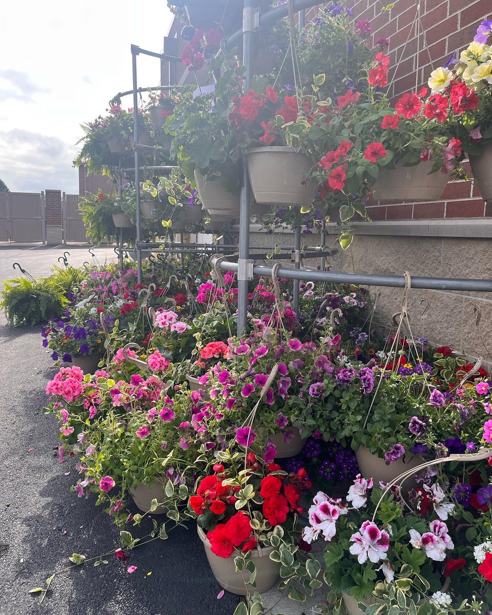 LCFFA1's tweet photo. Today is the first day of the FFA Plant Sale! We’re open from 8:00am - 3:00pm Monday - Friday, 8:00am - 5:30pm on Thursday, and 8:30am - 12:00pm on Saturday. 

Stop by the Ag Shop at the High School to purchase your flowers! Cash or check accepted. https://t.co/HtwTH8XlXU