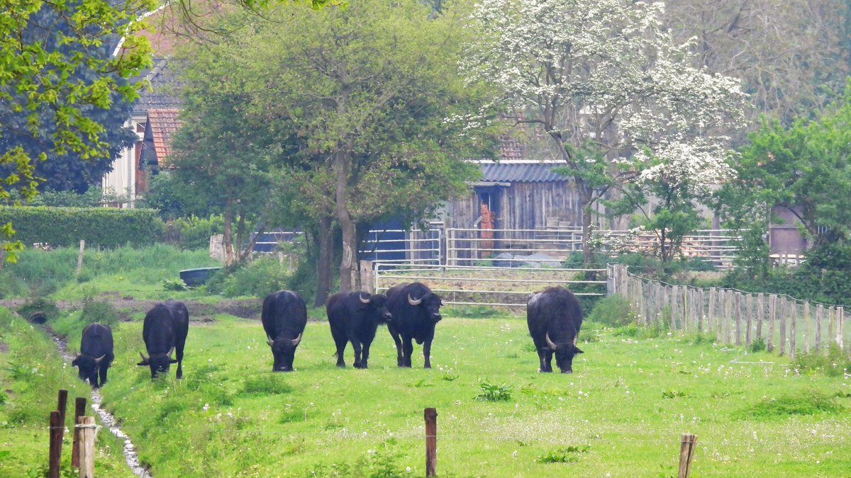 inja5248's tweet photo. #waterbuffels in het buitengebied van Belfeld (onder) langs de Steilrand 💚
🐃 prachtige dieren met een magnifieke kop 🐃 https://t.co/lMYVfFJa1s