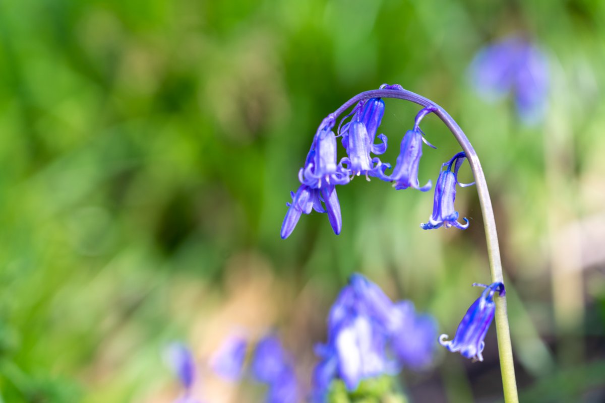 Did you know almost half of the world's bluebells are found in the UK? But they can take years to recover from footfall damage. Please help us protect our bluebells by sticking to the paths when you visit Hardcastle Crags. nationaltrust.org.uk/discover/natur… #bluebells