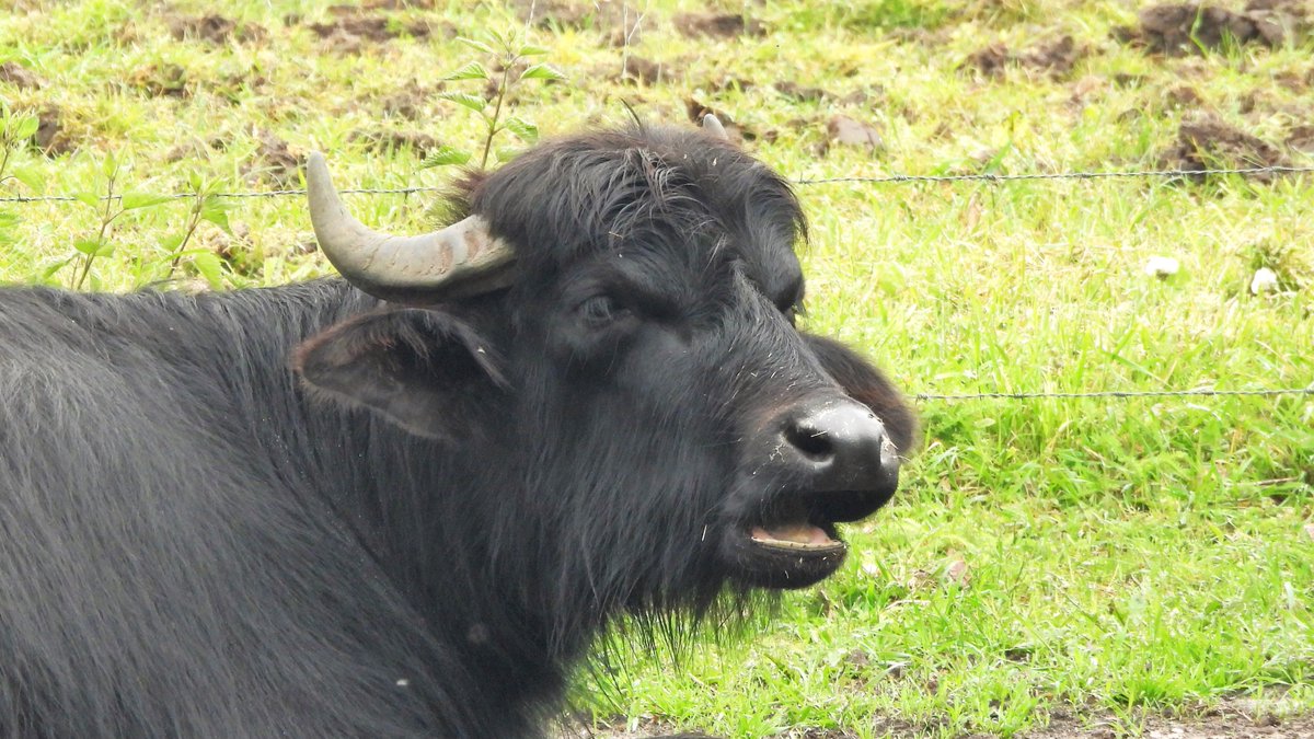inja5248's tweet photo. #waterbuffels in het buitengebied van Belfeld (onder) langs de Steilrand 💚
🐃 prachtige dieren met een magnifieke kop 🐃 https://t.co/lMYVfFJa1s
