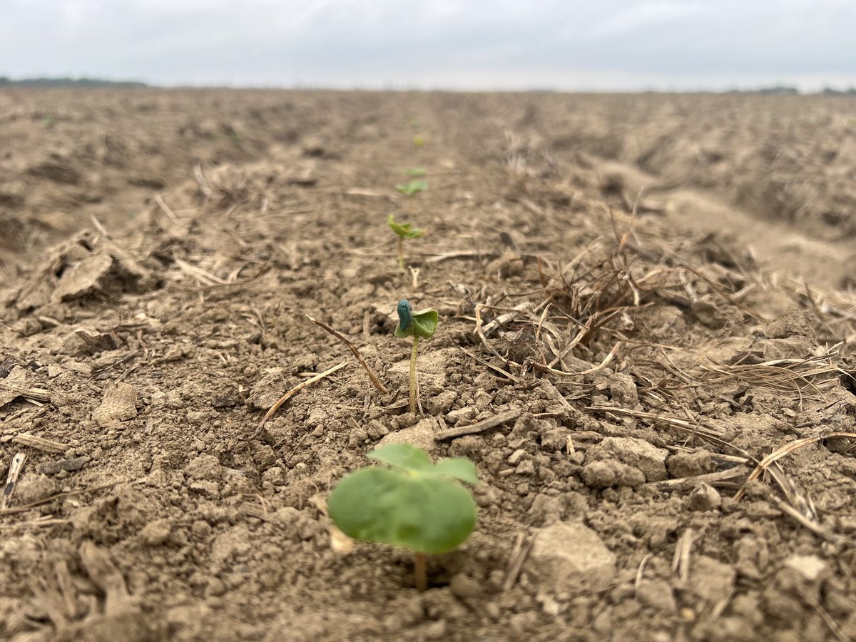 Stoneville 4595 planted around lunch Monday full stand this morning. Off to a great start in Poinsett county. #plant23