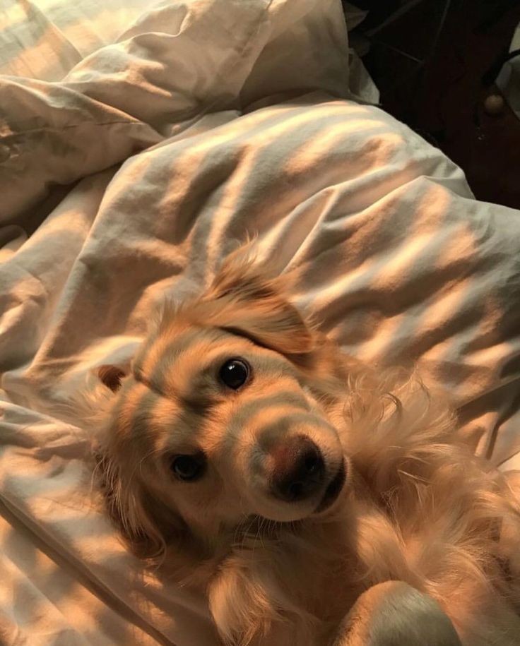 rafewashere's tweet photo. This Asthectic dog >>> https://t.co/lgFflTdBaS