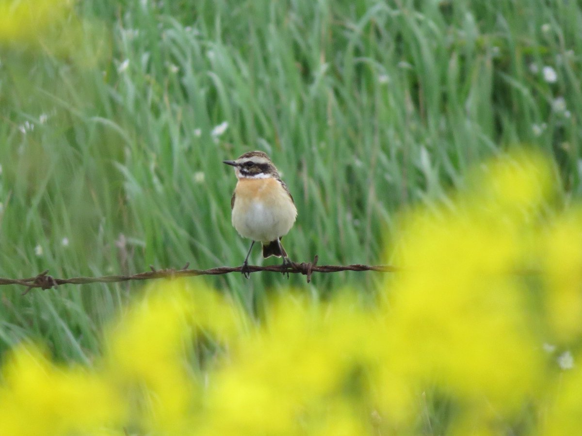 Whinchat and Redstart at Hunley Hall GC this morning, plus a couple of migrant Blackcaps. 70+ Swallows, 4 Yellow Wagtails, 2 Redpoll sp and 3 Siskins west, with small numbers of Mipits and Linnets.