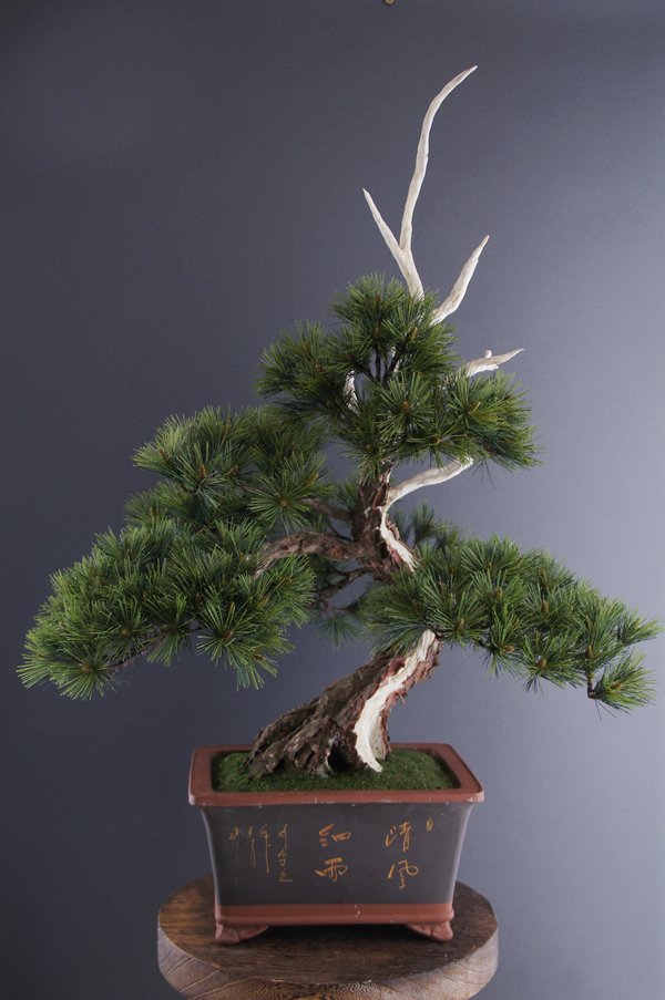 Oh_Bonsai's tweet photo. Japanese bonsai made of clay, paper and wire all by hand.
International shipping & rental in Tokyo and Yokohama available.
#盆栽レンタル #盆栽販売 #bonsai #artificialbonsai #craftbonsai #pinetree #盆栽 #アート盆栽 #松 #クラフト盆栽 #販売 https://t.co/FUtMyOgcIQ