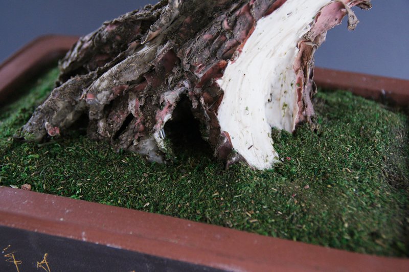 Oh_Bonsai's tweet photo. Japanese bonsai made of clay, paper and wire all by hand.
International shipping & rental in Tokyo and Yokohama available.
#盆栽レンタル #盆栽販売 #bonsai #artificialbonsai #craftbonsai #pinetree #盆栽 #アート盆栽 #松 #クラフト盆栽 #販売 https://t.co/FUtMyOgcIQ