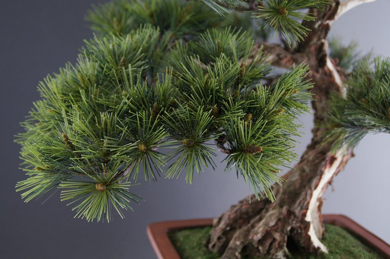 Oh_Bonsai's tweet photo. Japanese bonsai made of clay, paper and wire all by hand.
International shipping & rental in Tokyo and Yokohama available.
#盆栽レンタル #盆栽販売 #bonsai #artificialbonsai #craftbonsai #pinetree #盆栽 #アート盆栽 #松 #クラフト盆栽 #販売 https://t.co/FUtMyOgcIQ