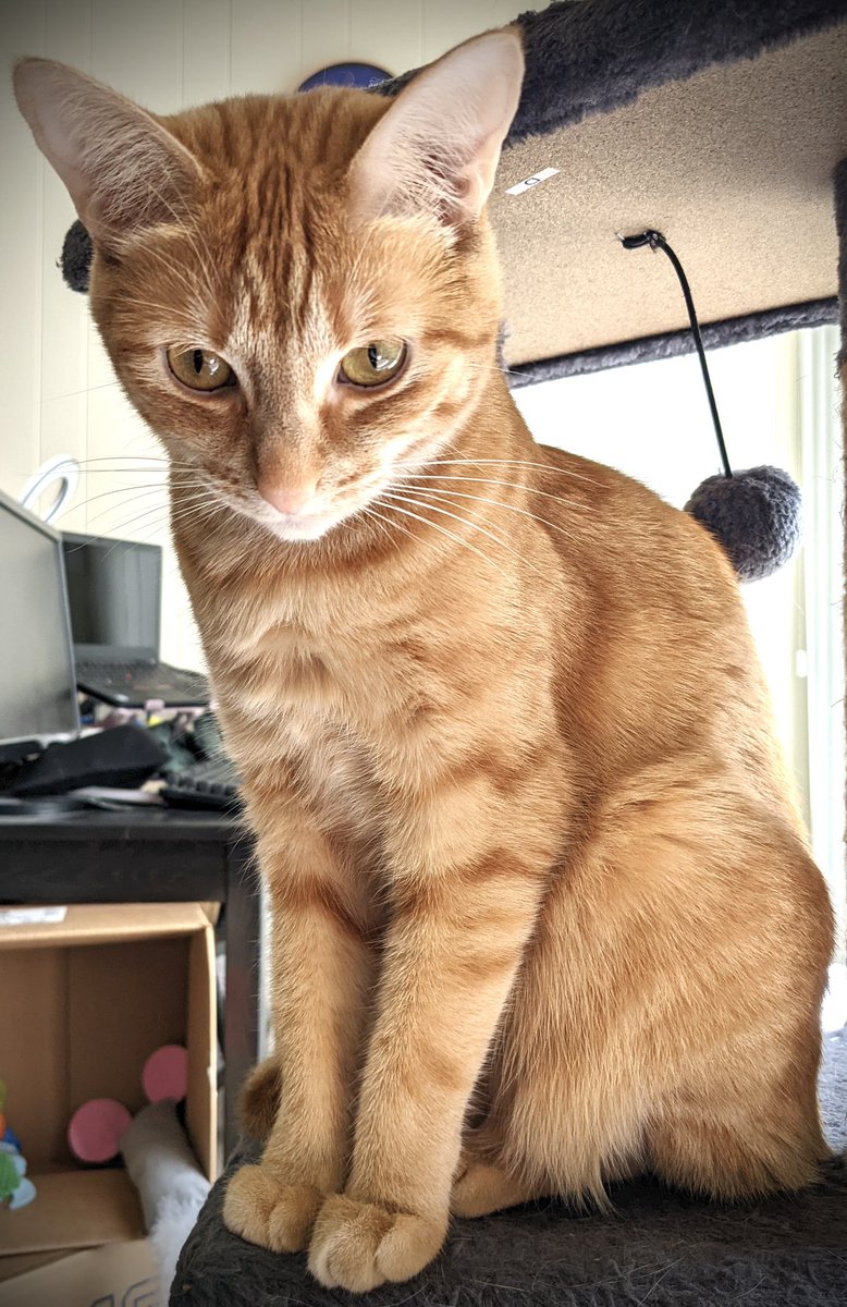 justkittenby's tweet photo. How I’m feeling about Monday #Mondaymorning #Mondayvibes #Newweek #CatsOfTwitter #Caturday #cats https://t.co/Wyl9VV7lmQ