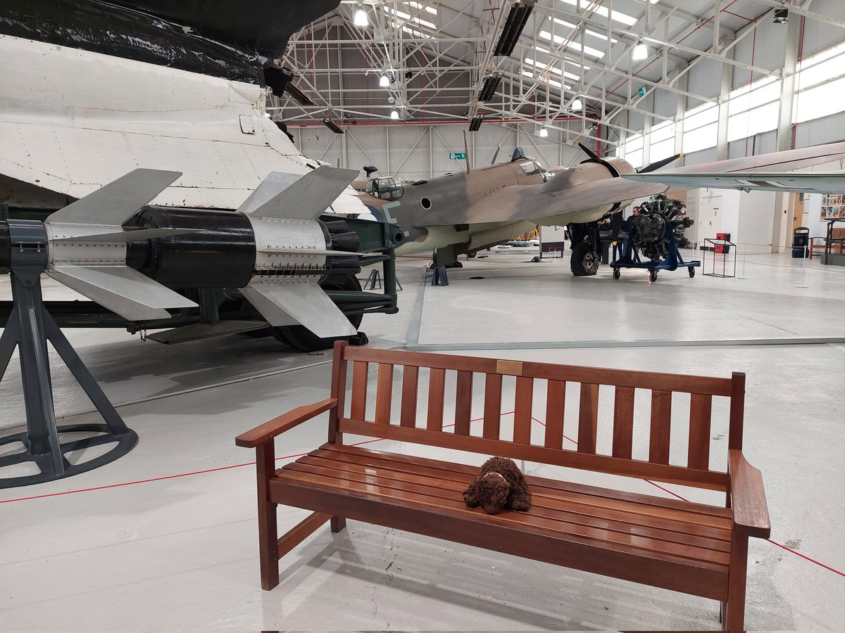 AdventuresOfBear tweet media