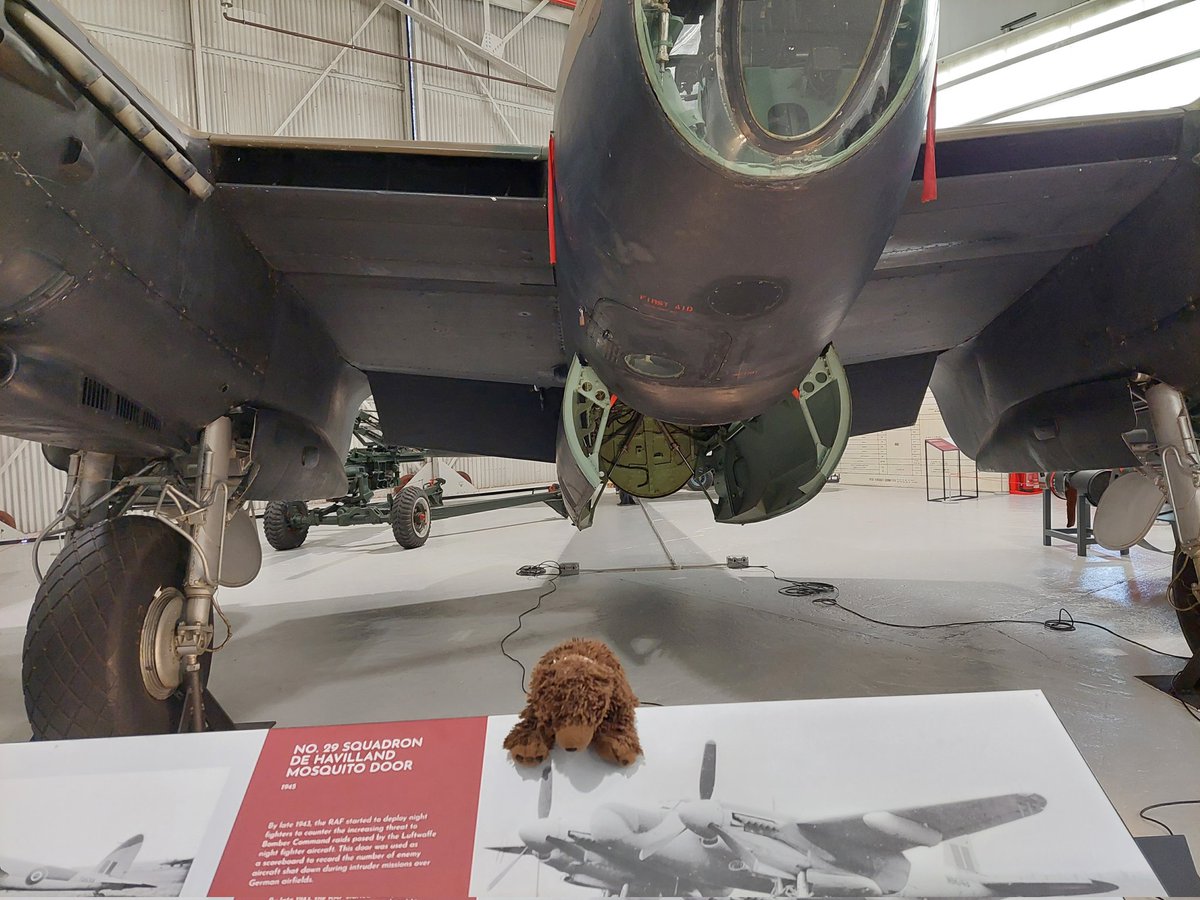 AdventuresOfBear tweet media