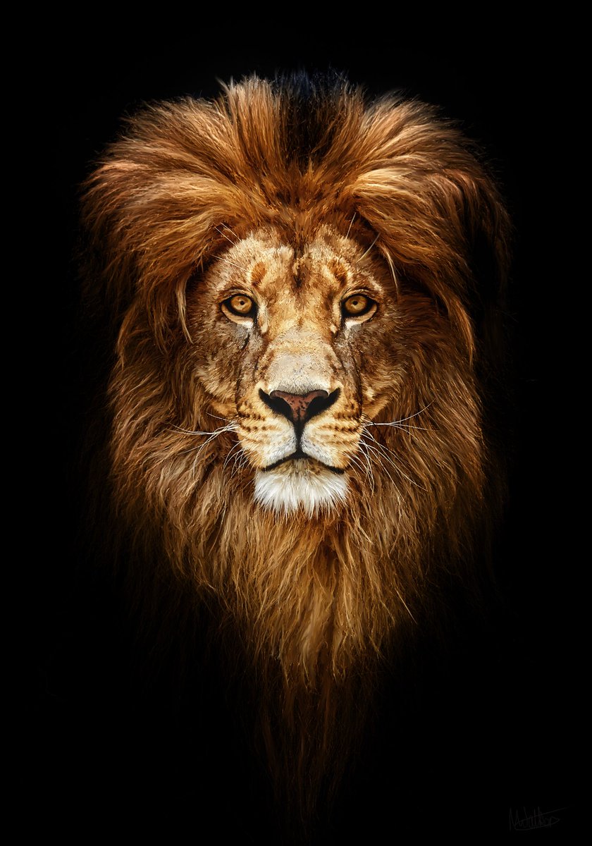 My newest digital painting is this majestic lion! 'Painted' on an iPad using Procreate and an Apple Pencil.

A high-res JPEG download is available from Etsy here for 60p to print at a printers or use with Moonpig etc.

etsy.com/uk/listing/146…