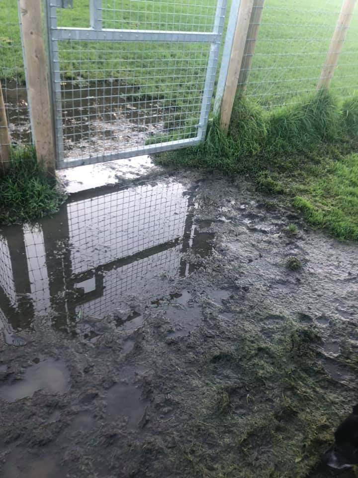 fingal_DOG's tweet photo. Reminder of Fingal Dog Protest tonight 7pm at FCC Office in Swords Main St! Surely in our large parks FCC can allow more than a flooded dog cage for dogs to act naturally swim in a river rather than a puddle or throw a ball without being fined !! https://t.co/bInnzUAFDe