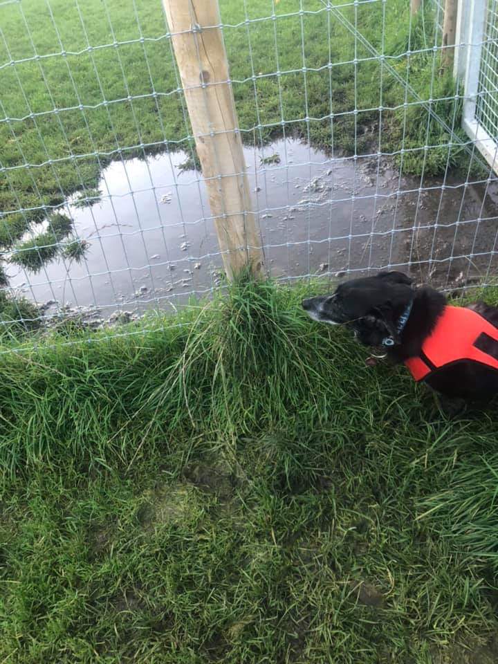 fingal_DOG's tweet photo. Reminder of Fingal Dog Protest tonight 7pm at FCC Office in Swords Main St! Surely in our large parks FCC can allow more than a flooded dog cage for dogs to act naturally swim in a river rather than a puddle or throw a ball without being fined !! https://t.co/bInnzUAFDe