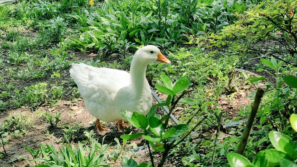 조류학자 (@qq_ducks) on Twitter photo 