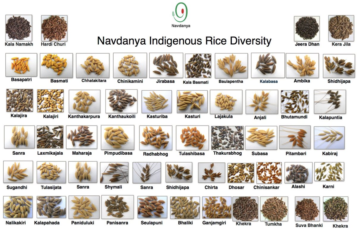 We call rice ‘Akshat’ -- the permanent, everlasting, unbroken, undamaged, whole. India is the centre of diversity of rice. @NavdanyaBija has saved over 5000 varieties of Rice in more than 156 communities seed banks in India. @drvandanashiva