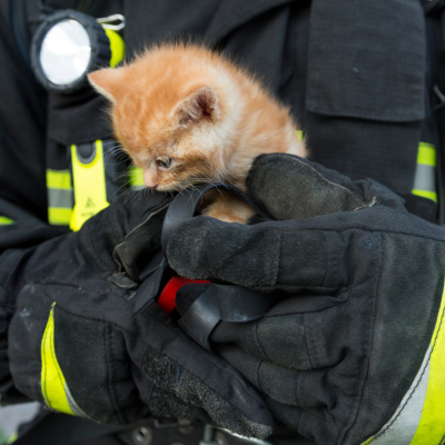 FirstNet's tweet photo. Today is #NationalAnimalDisasterPreparednessDay and there’s no better feeling than reuniting lost pets with their owners. With the GPC Smart app, #firstresponders can securely access and share animal information on #FirstNet to quickly bring pets back home. https://t.co/02bYKCgX8j