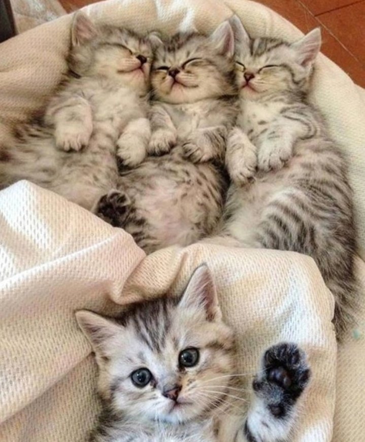 WeAssessCats's tweet photo. https://t.co/hihRzNrsOP