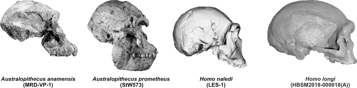 robertosaezm's tweet photo. La evolución humana combina de manera única un aumento del tamaño cerebral con una forma cada vez +juvenil del cráneo. 
Heterochronies and allometries in the evolution of the hominid cranium: a morphometric approach using classical anthropometric variables https://t.co/Bw9o9VyKJd https://t.co/AZS6gSXTfC