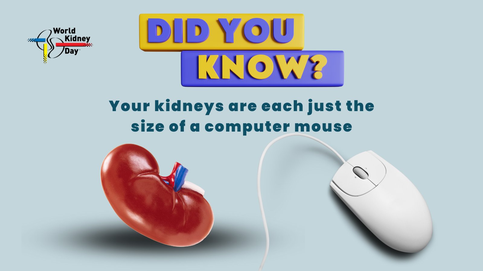 World Kidney Day on X: “Your #Kidneys are #Amazing #Organs! Each