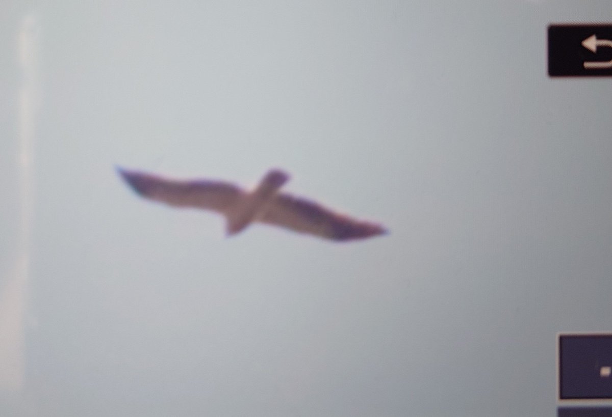 birdinglatvia's tweet photo. Today 6th for Latvia Booted Eagle (light morph) to SW at Kanieris Castle Mound Path (Kemeri National Park). @TarsigerTeam @LeeEvansBirding https://t.co/BbbfkmsZzP