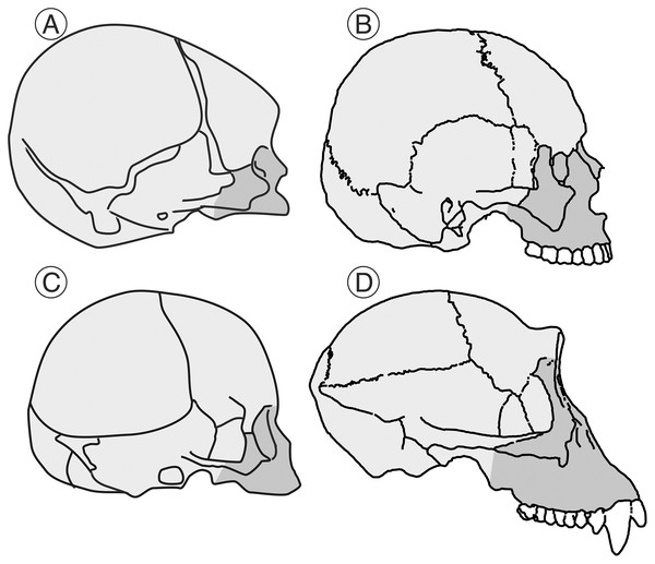 robertosaezm's tweet photo. La evolución humana combina de manera única un aumento del tamaño cerebral con una forma cada vez +juvenil del cráneo. 
Heterochronies and allometries in the evolution of the hominid cranium: a morphometric approach using classical anthropometric variables https://t.co/Bw9o9VyKJd https://t.co/AZS6gSXTfC