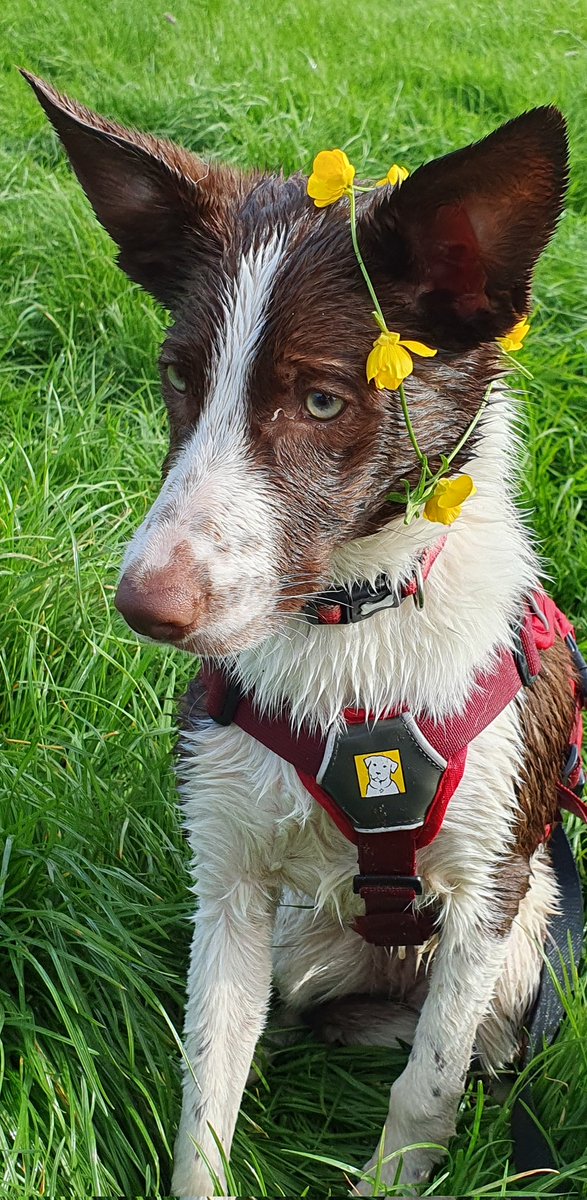 DevonCollieCrew's tweet photo. On a #spring walk

#dogsoftwitter #dogs https://t.co/dknORyVIoj