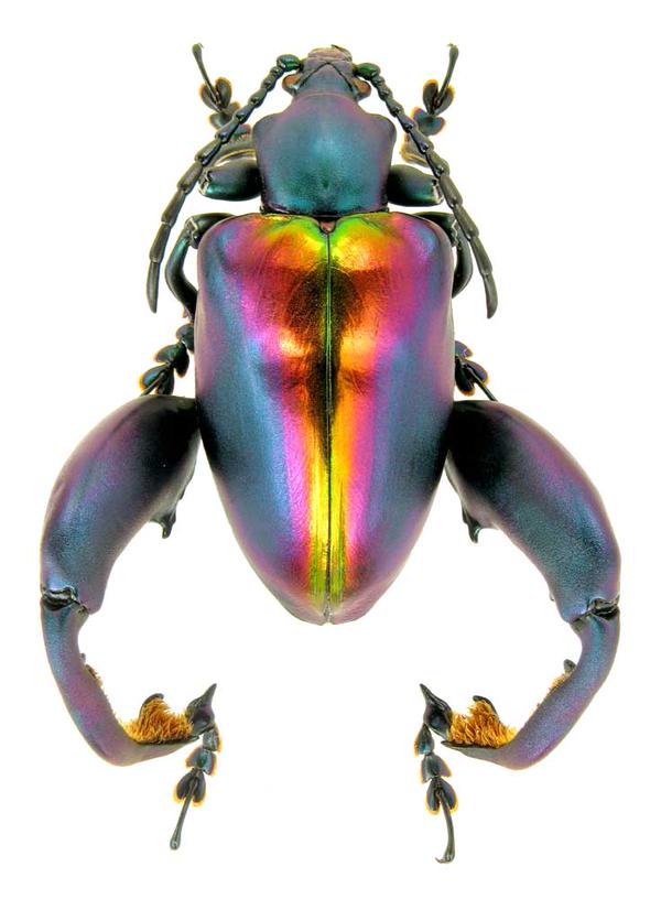 The frog-legged leaf beetle (Sagra buqueti).

(Photo imv)