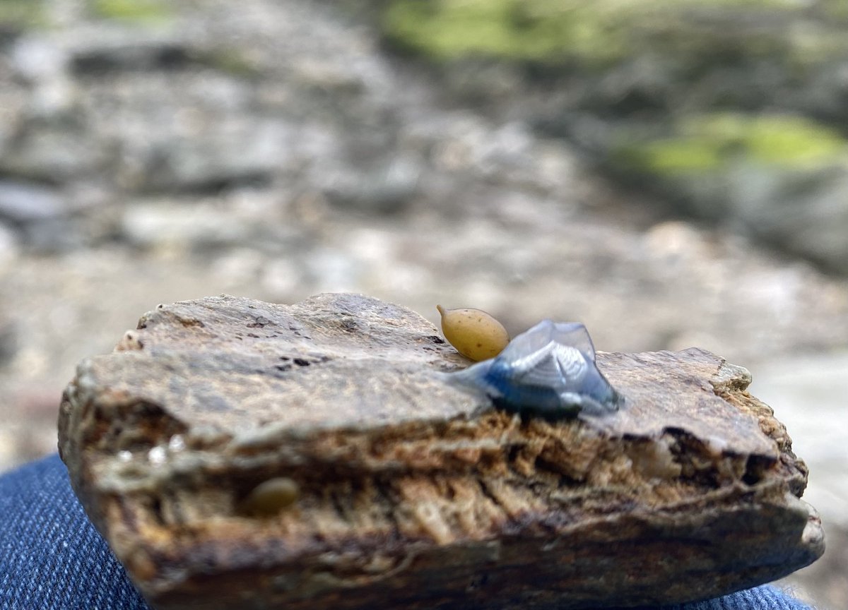 The tiniest of Velella velella on the beach this morning. Wonder how far their tiny “sails” had blown them? ☺️