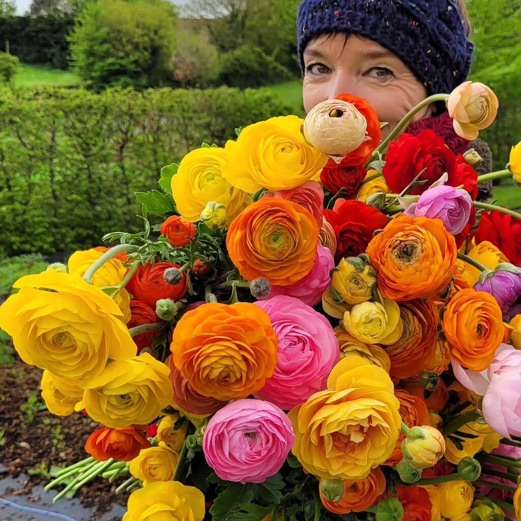 These are our days.
The wonderful Helen @blackshedhelen with yet another armful of exquisite colour and beauty.
What a life!

We've been harvesting these ravishing Ranunculus for weeks now. I think they like the cool weather and are flourishing in our tu… instagr.am/p/Cr-tYAJqJ9R/