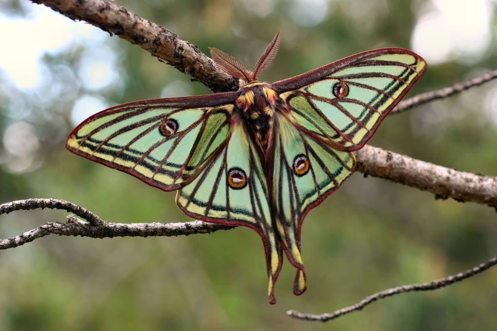 The beautiful Spanish moon moth.

(Photo Daniel Morel)