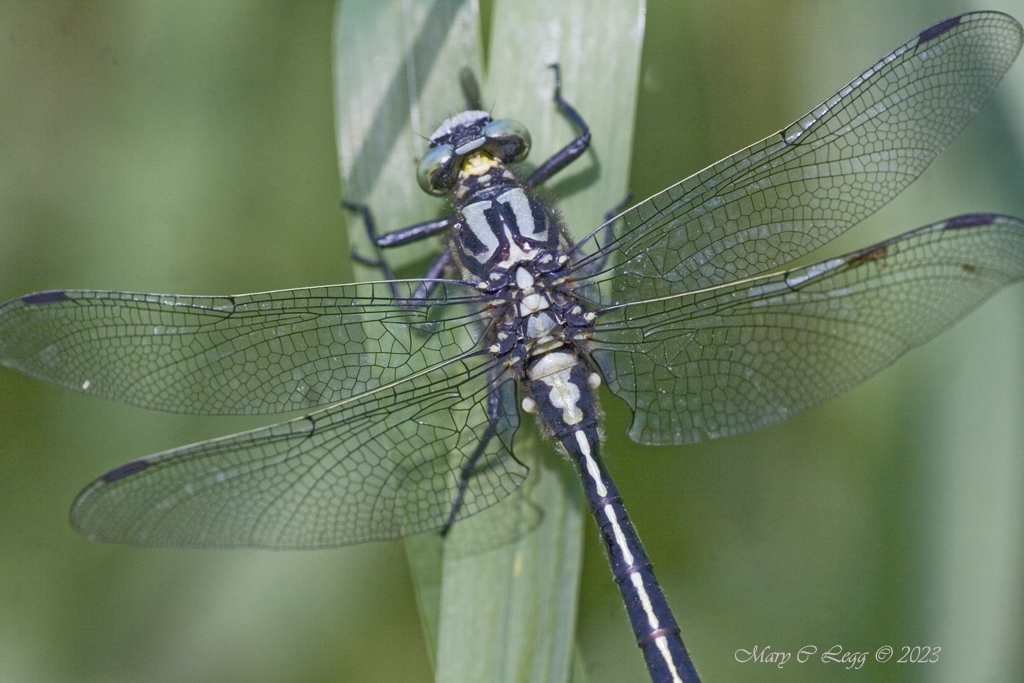 pogomcl's tweet photo. Club-tailed Dragonfly, Gomphus vulgatissimus Canon 400D EF 100 2.8 f/4 1/400 iso: 200 Srbsko, Czech Republic May 25, 2012 #Gomphidae #odonata #dragonflies #damselflies #insects #invertebrates #Macro #wetlands https://t.co/xa03qziN4i