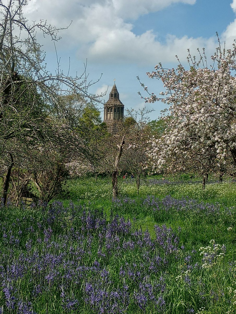 Apple trees bloom in Glastonbury Abbey 🌷🌳😍 #Glastonbury #avalon #NaturePhotography #lovenature #spring #appletree #Somerset #beautiful #GlastonburyAbbey #mindfulness #sunshine