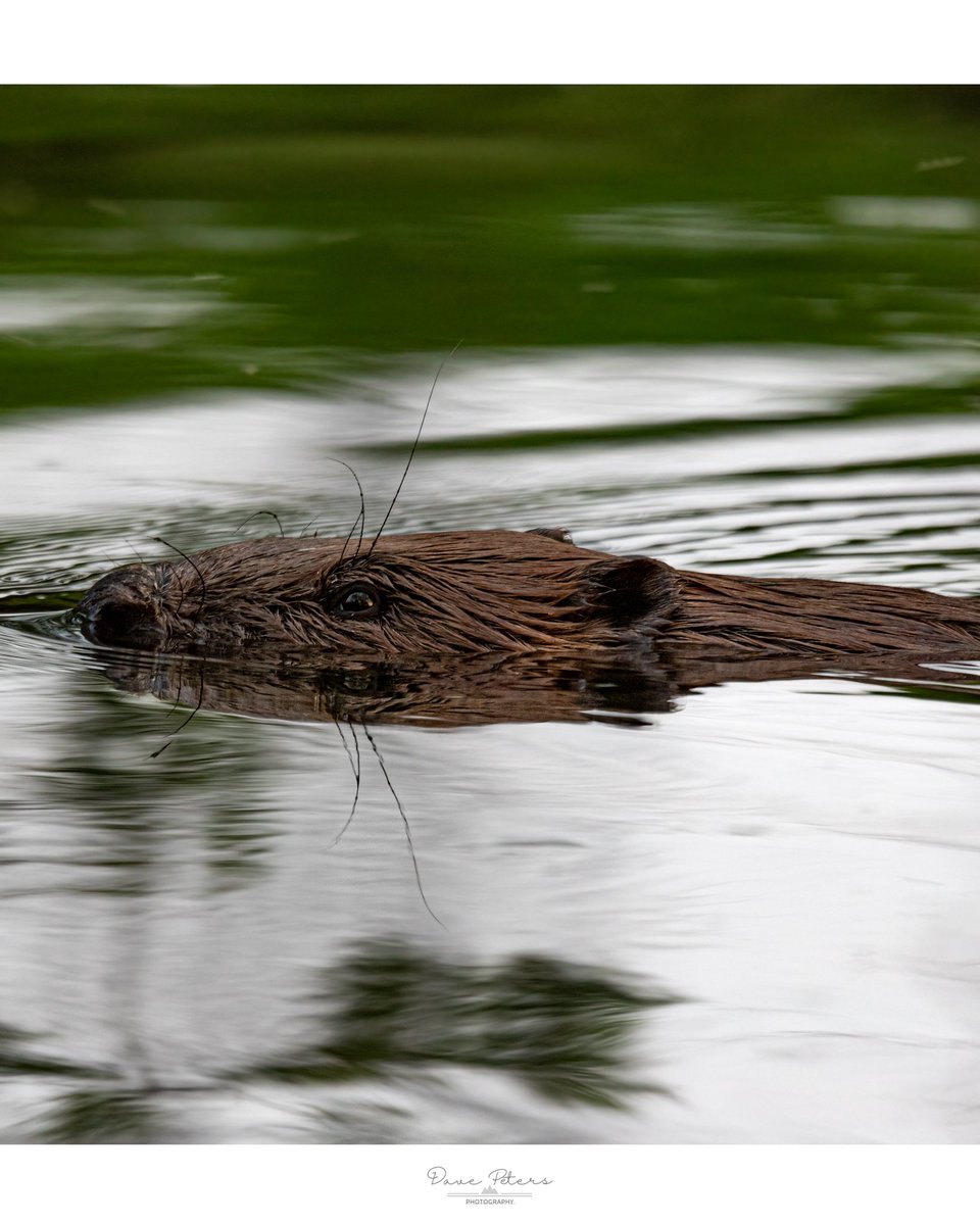DavePetersPhoto's tweet photo. Beaver are one of the most fantastic mammals we have here in the uk they do so much for the eco system and are a key stone species this is what makes it so important to restore and look after our beaver populations I was lucky enough to photograph loca beavers last year 🦫 . https://t.co/oYpMntXBJP