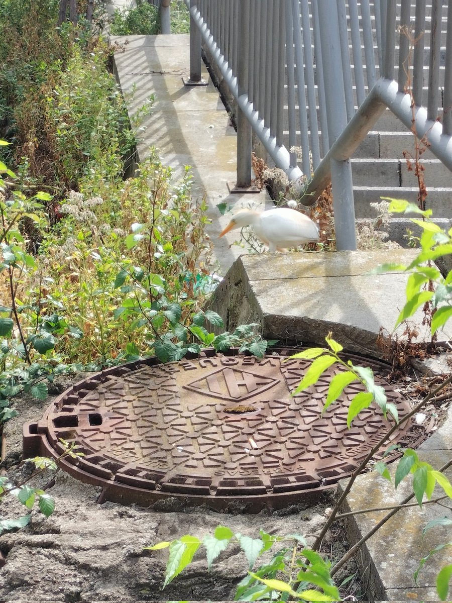 Albert Vinyals i Ros tweet media