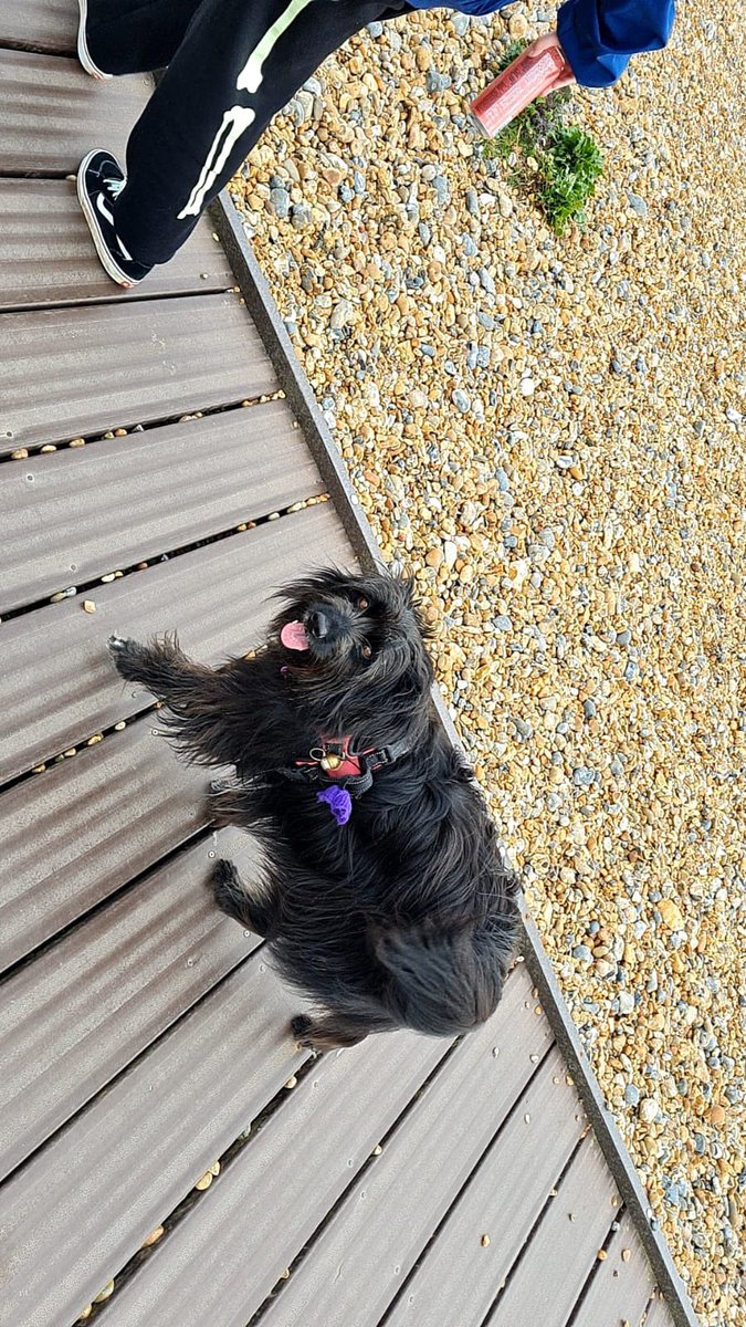jane_jcleaves's tweet image. Daisy my #SCDR #DNV rescue enjoying time at the seaside with family while the builders demolish walls and refit the kitchen