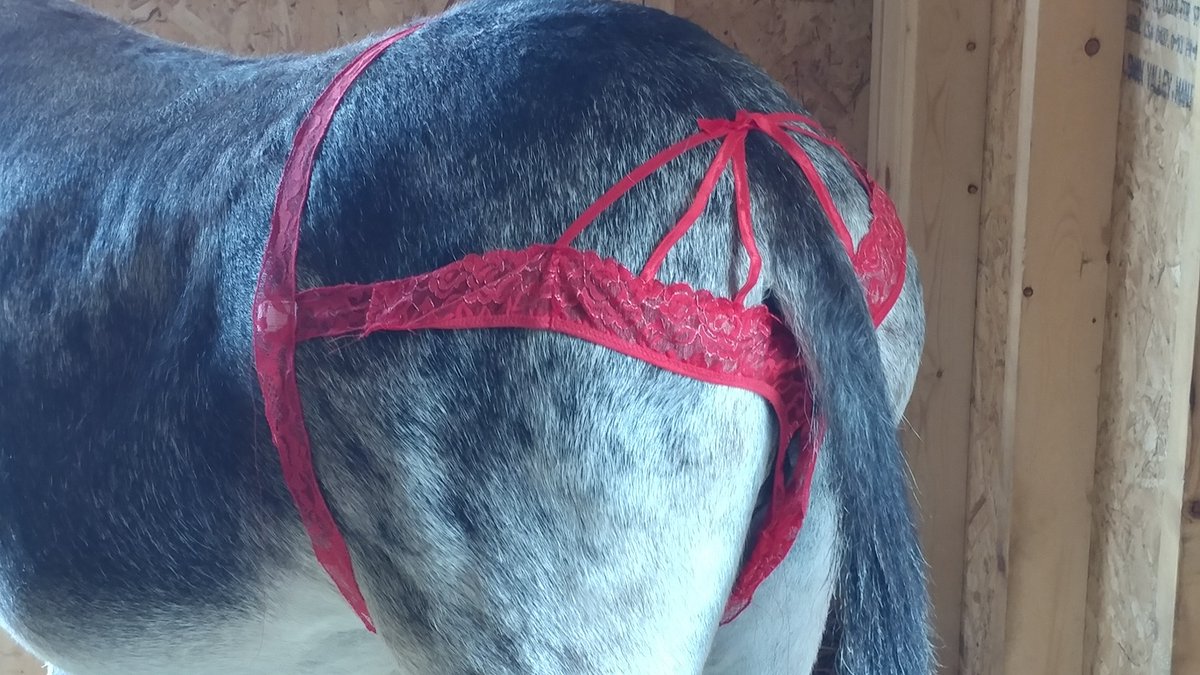 CyberIguana tweet media