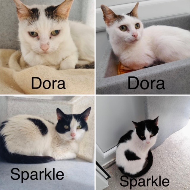 Yorkscatrescue's tweet photo. We haven't had any interest for our bonded pair Dora &amp; Sparkles, or for the lovely Luna and we can't understand why as they are gorgeous cats! Head over to our website to read their descriptions and apply to adopt them. 

https://t.co/V1hzhcav6C https://t.co/IuSr2pgcNF