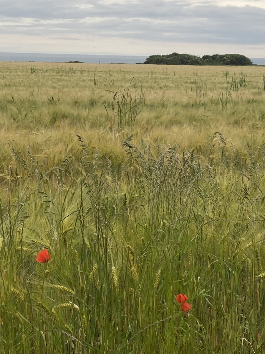 HellomynameisMarciaRN💙 tweet media