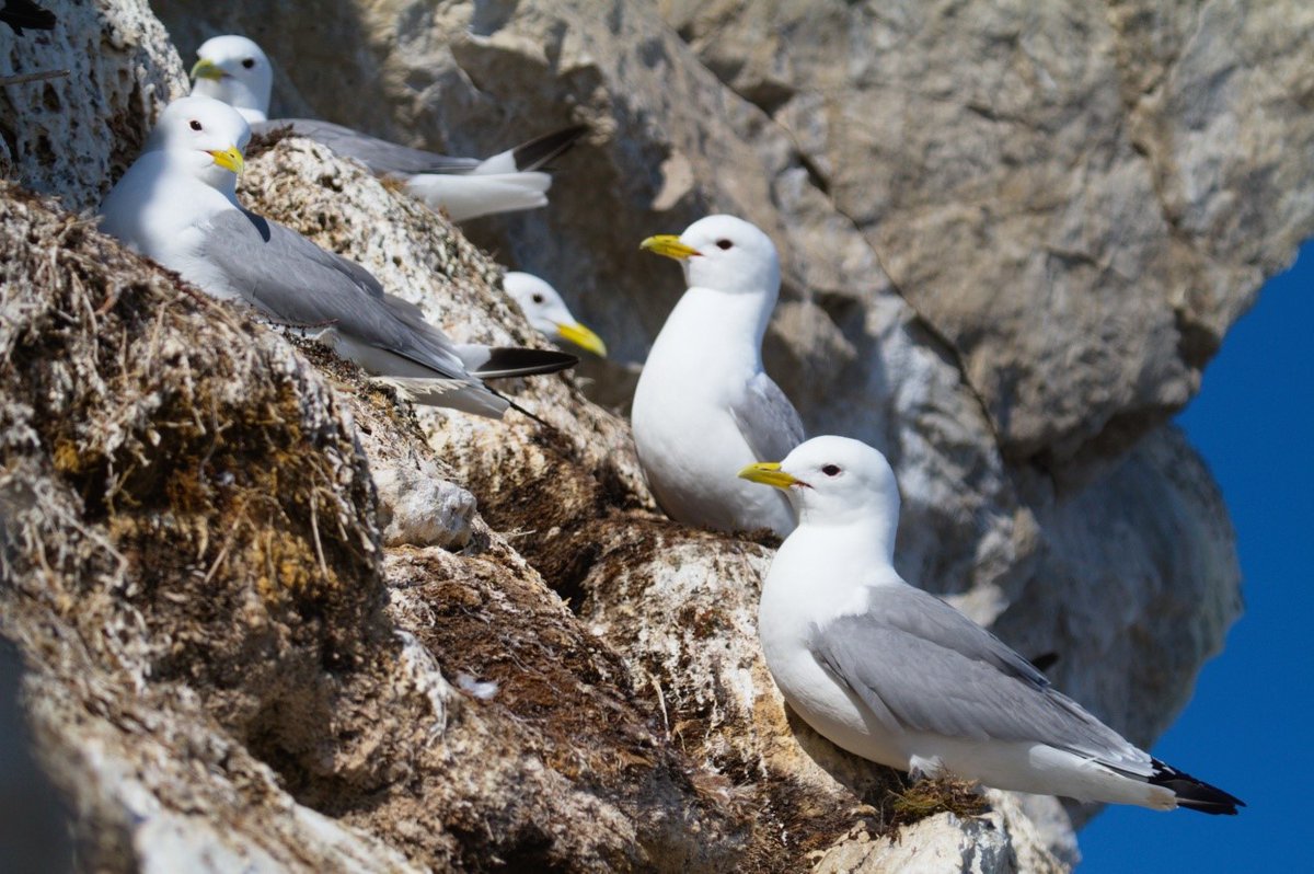 BES_Move_SIG's tweet photo. #ArticleHighlight New blog post section showcasing researchers undertaking Movement Ecology studies!
@DonJean_Leandri et al. 2021 on revealing high fidelity to pelagic wintering areas by an Arctic-breeding seabird using long-term tracking data
https://t.co/Zhwed6rdg5 https://t.co/kXksivxBC0