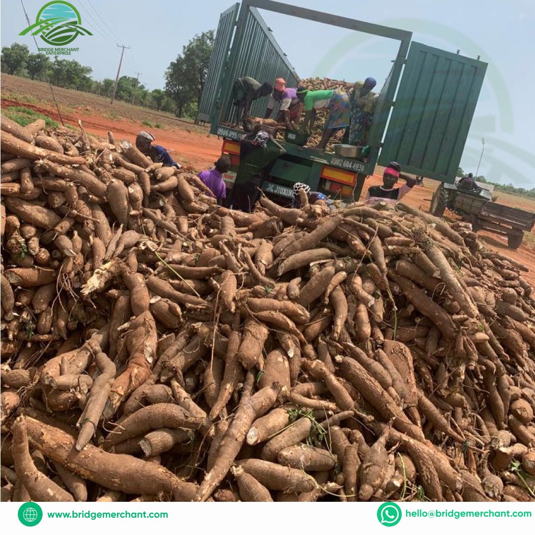 BridgeMerchant's tweet photo. This Monday: Enabling Women, moving tonnes of Cassava from farm to factory. We are passionate about food security and post-harvest waste, and here is our own way of saying have a productive week. #MondayMotivation #BridgeMonday #NewWeek #BridgeMerchant https://t.co/jiFjr5rqCV