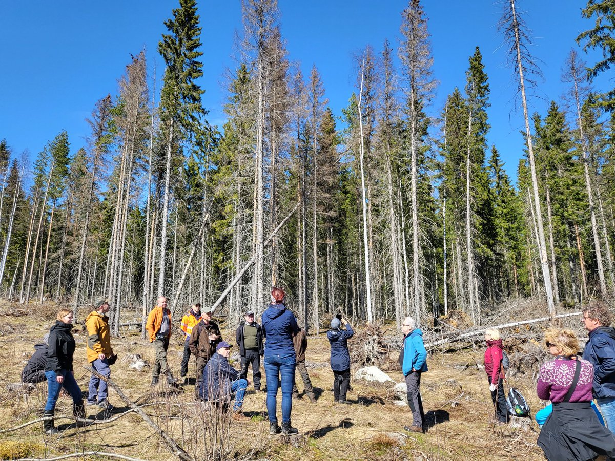 #pohjoiskarjala'n metsäneuvosto tutustumassa #kirjanpainaja'n kurittamaan kohteeseen. Ennakointi olisi tärkeää  hyönteis- ym. tuhojen torjunnassa. @metsäkeskus on julkaissut avuksi oppaan metsakeskus.fi/sites/default/…