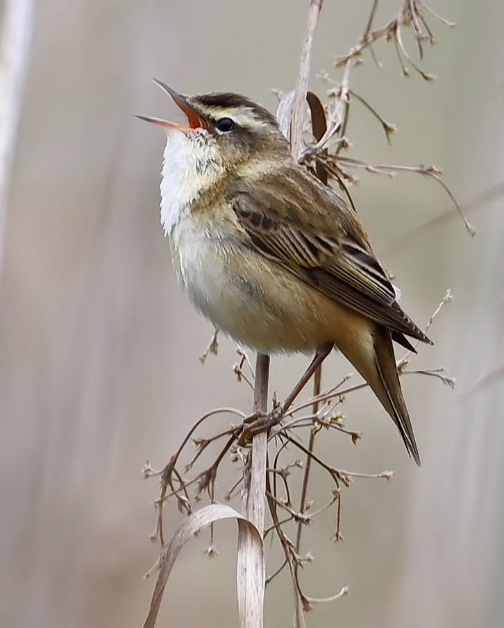 WLaois's tweet photo. My first photo of a Sedge Warbler https://t.co/8QaZVzcY18