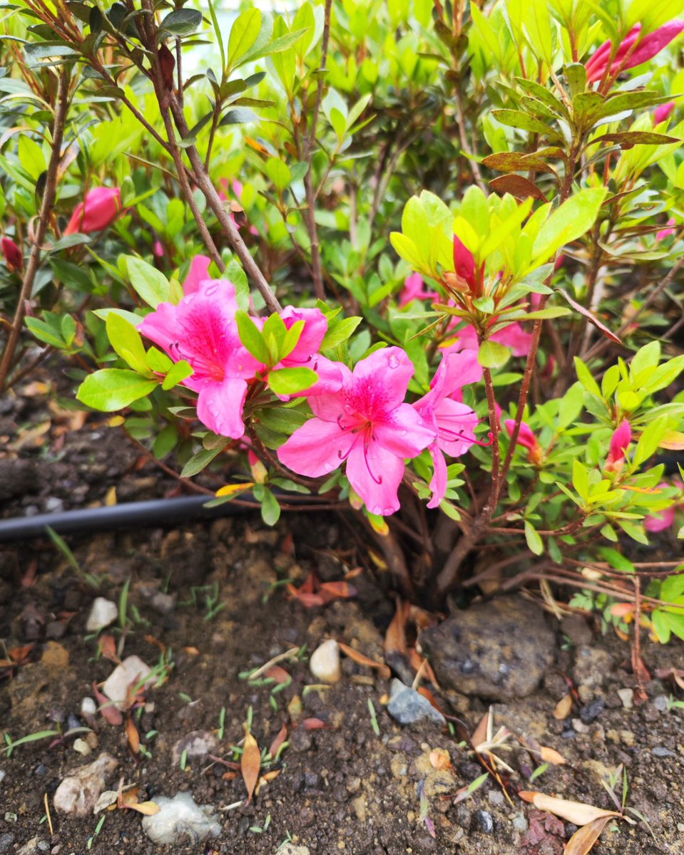 WBS_channel369's tweet photo. Good evening 🌃
#Thanks #walking #Mobile #photography
#WorldSceneryExplorer #Japan #instagood
#nature #naturelovers #explore #insta #mobilephotography #art #colorful #love #naturalphotography #INSTAGRAM #morning #photography #walk #urban #dropsentry https://t.co/aPMBdNvmnK