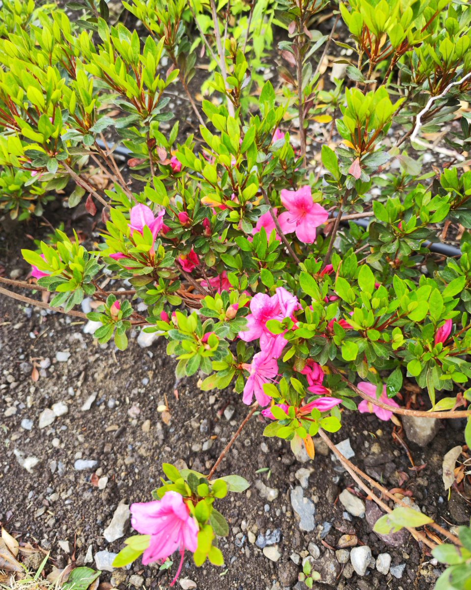 WBS_channel369's tweet photo. Good evening 🌃
#Thanks #walking #Mobile #photography
#WorldSceneryExplorer #Japan #instagood
#nature #naturelovers #explore #insta #mobilephotography #art #colorful #love #naturalphotography #INSTAGRAM #morning #photography #walk #urban #dropsentry https://t.co/aPMBdNvmnK