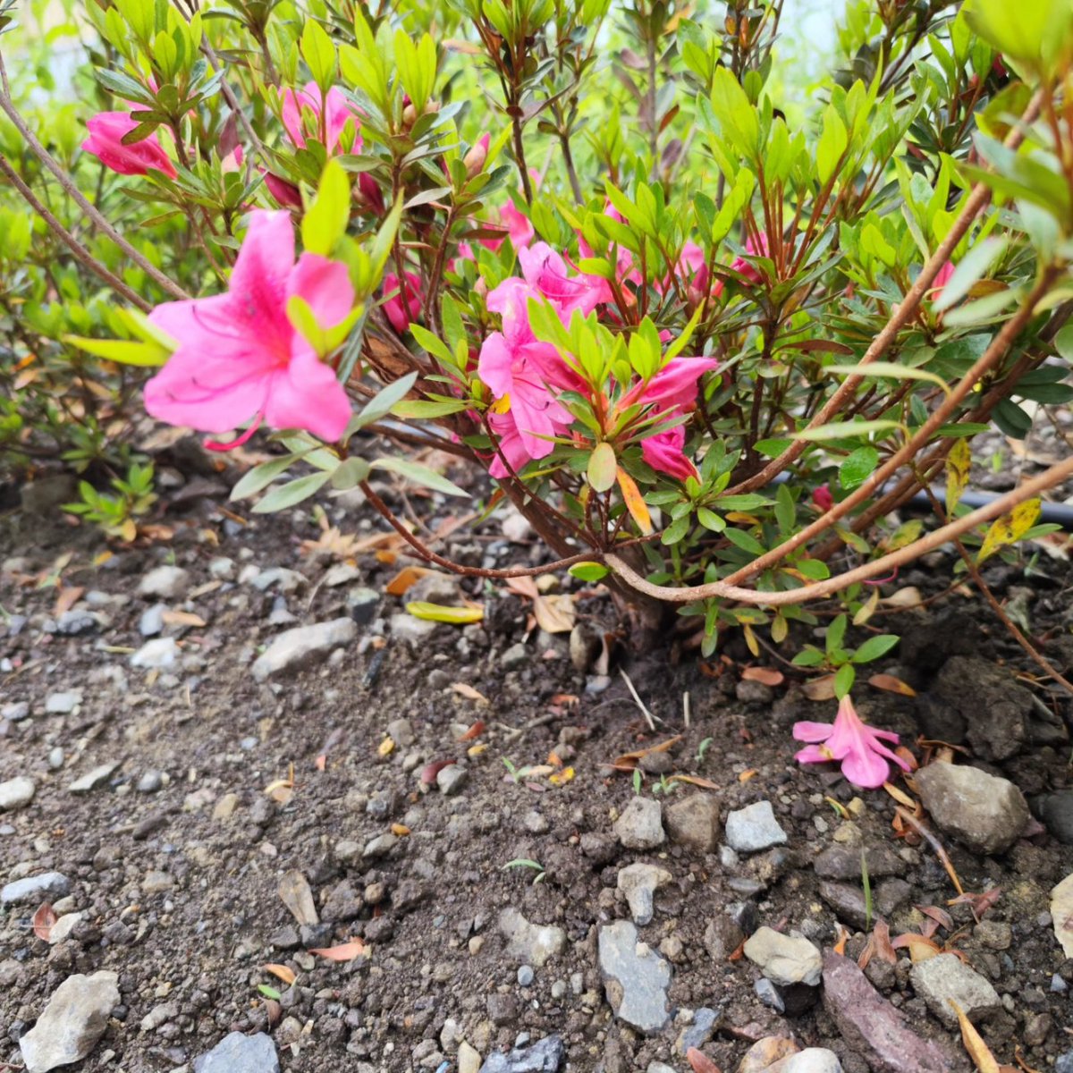 WBS_channel369's tweet photo. Good evening 🌃
#Thanks #walking #Mobile #photography
#WorldSceneryExplorer #Japan #instagood
#nature #naturelovers #explore #insta #mobilephotography #art #colorful #love #naturalphotography #INSTAGRAM #morning #photography #walk #urban #dropsentry https://t.co/aPMBdNvmnK